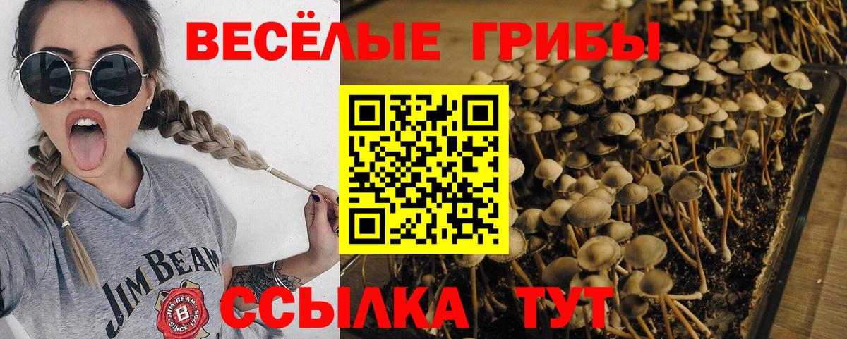 Ессентуки  Галлюциногенные грибы Cubensis  Вход с VPN 